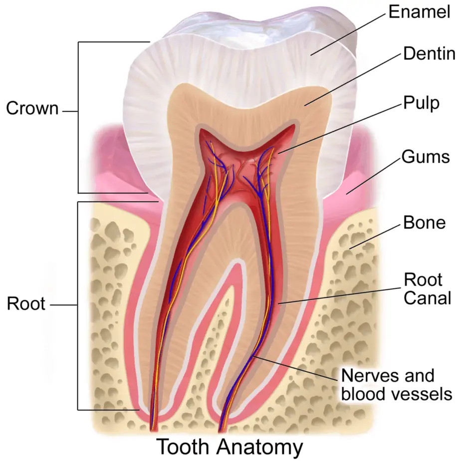 Tooth anatomy. Cross-section of tooth with labels. 