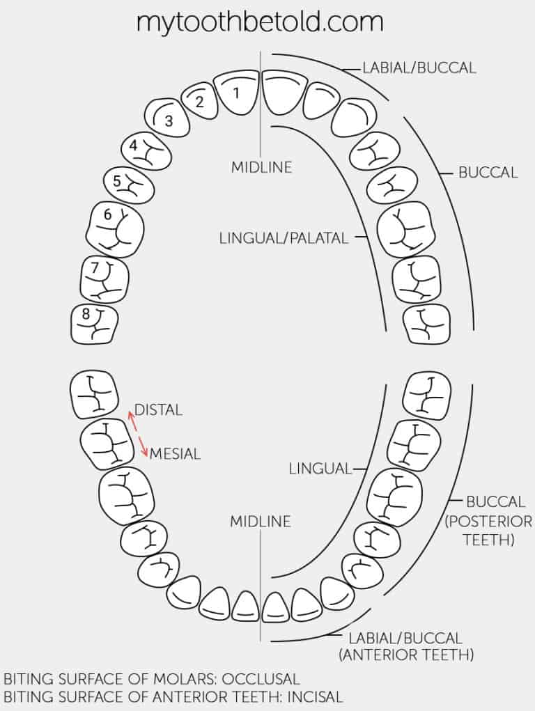 How Are Teeth Numbered in Different Countries? Tooth Be Told